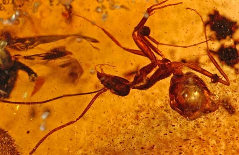 An ancient ant found trapped in amber in Gujarat, India.